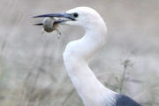 White-necked Heron (Ardea pacifica)